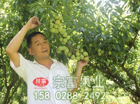 李树苗流胶病的原因及防治措施