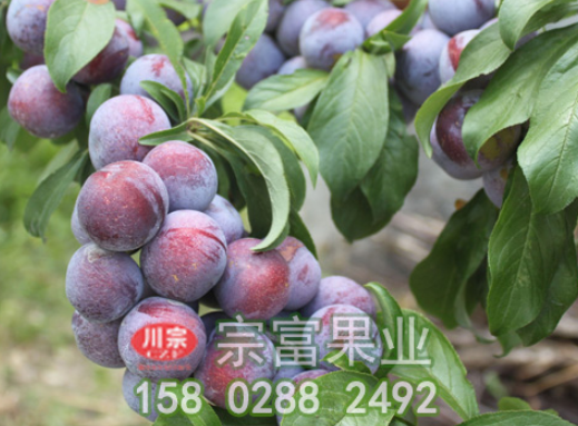 李树苗两个时期的修剪方法